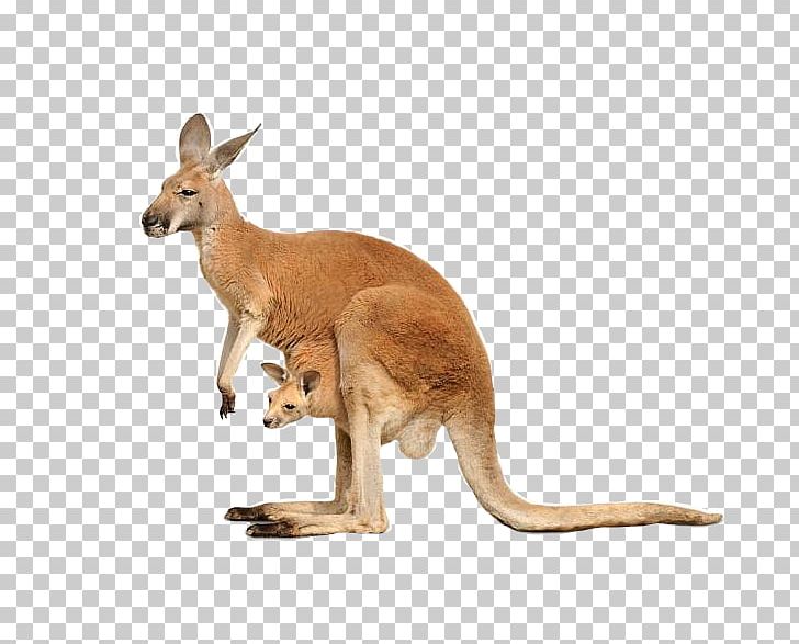 Red Kangaroo Macropods Stock Photography PNG, Clipart, Animal Figure, Animals, Desktop Wallpaper, Fauna, Joey Kangaroo Free PNG Download