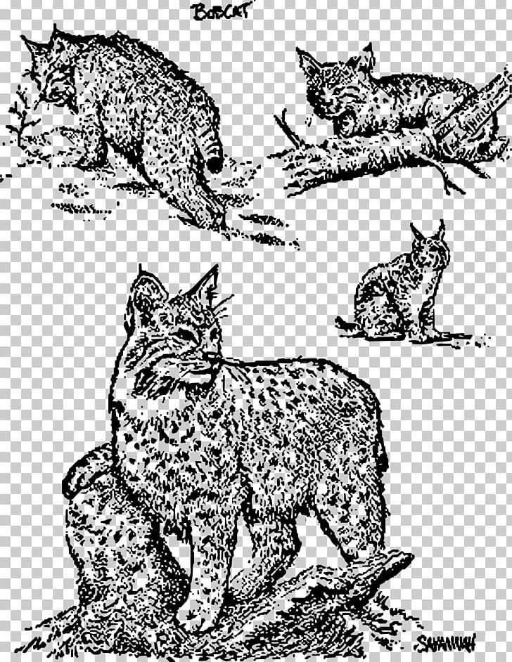 Whiskers Wildcat Bobcat PNG, Clipart, Animals, Area, Art, Big Cats, Bobcat Free PNG Download
