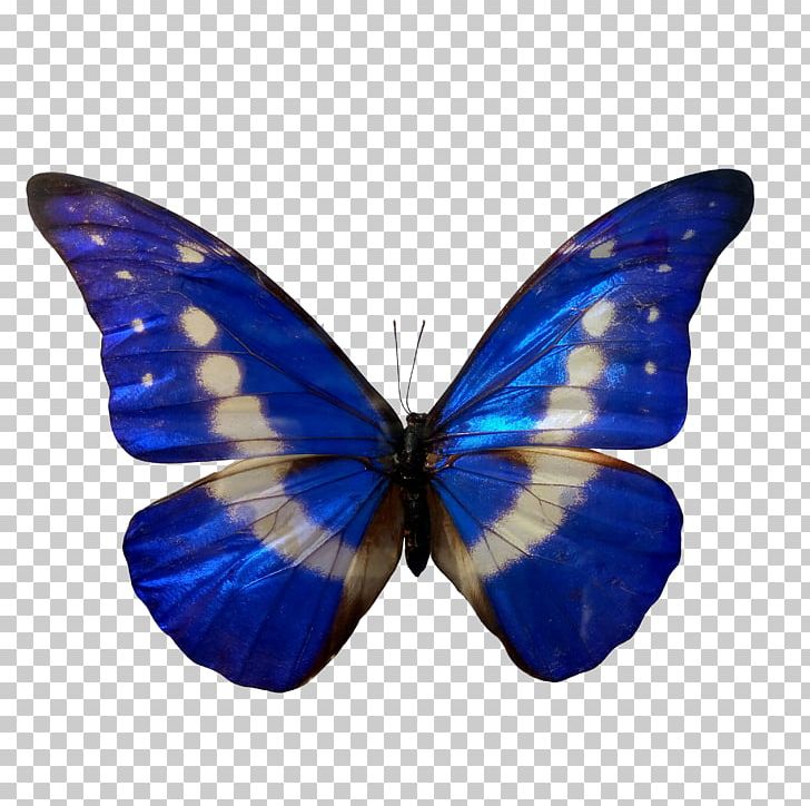 Butterfly Insect Morpho Blue Color PNG, Clipart, Blue, Blue Abstract, Blue Background, Brush Footed Butterfly, Color Free PNG Download