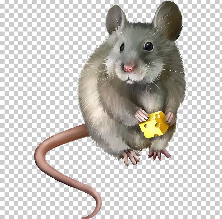 Computer Mouse Rat PNG, Clipart, Animal, Cartoon Mouse, Computer Mouse, Dormouse, Electronics Free PNG Download