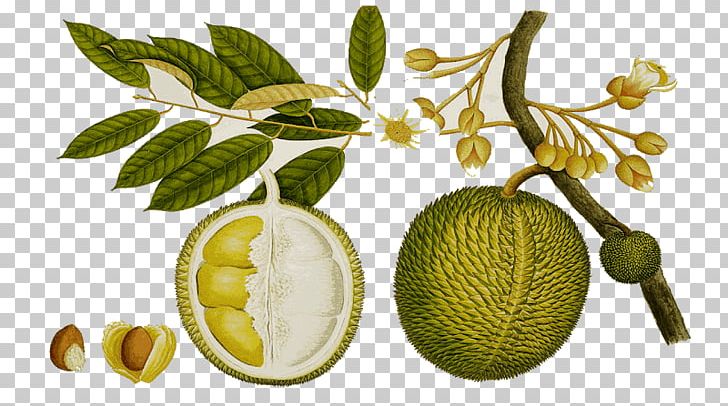 Durio Zibethinus Fruit Tree Food PNG, Clipart, Citron, Cucumber Gourd And Melon Family, Drawing, Durian, Durian Fruit Free PNG Download