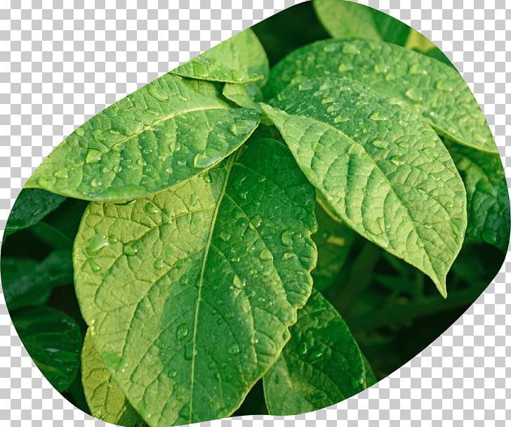 EarthApples Seed Potatoes Potato Leaf PNG, Clipart, Earthapples Seed Potatoes, Flavor, Genetically Modified Organism, Leaf, Pathology Free PNG Download