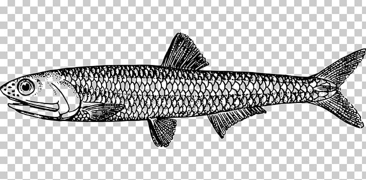 European Anchovy Drawing Fish PNG, Clipart, Anchovy, Animals, Black And White, Bony Fish, Caesar Salad Free PNG Download