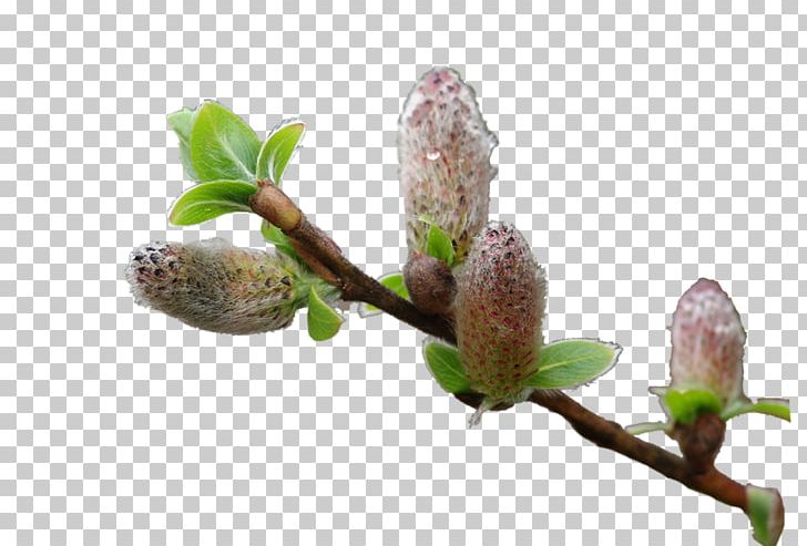 Twig Bud Tree Willow PNG, Clipart, Branch, Bud, Computer, Easter, Flower Free PNG Download