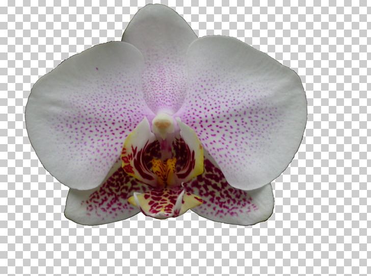 Phalaenopsis Equestris Cattleya Orchids Moth Orchids PNG, Clipart, Cattleya, Cattleya Orchids, Flower, Flowering Plant, Lilac Free PNG Download
