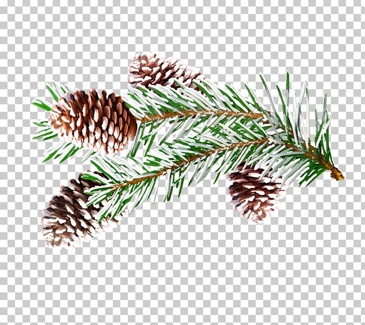 Spruce Winter Presentation English Christmas PNG, Clipart, Branch, Christmas, Christmas Ornament, Conifer, Conifer Cone Free PNG Download