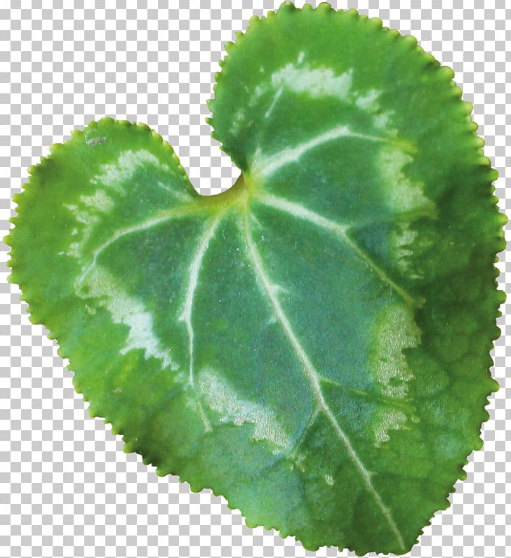 Leaf Plant Pathology Herb Annual Plant PNG, Clipart, Annual Plant, Background Green, Fall Leaves, Green, Green Leaf Free PNG Download