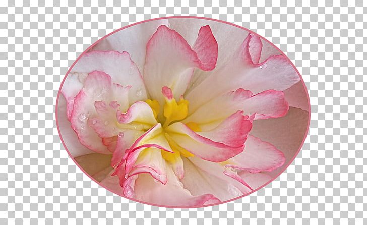 Pink M PNG, Clipart, Flower, Flowering Plant, Petal, Pink, Pink M Free PNG Download