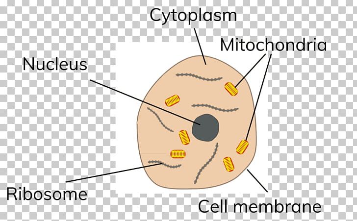 Plant Cell Cèl·lula Animal Subcellular Localization PNG, Clipart, Angle, Animal, Animal Cell, Area, Cartoon Free PNG Download