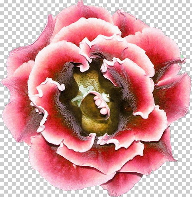 Flower Centifolia Roses Photography PNG, Clipart, Albom, Album, Author, Centifolia Roses, Cicek Resimleri Free PNG Download