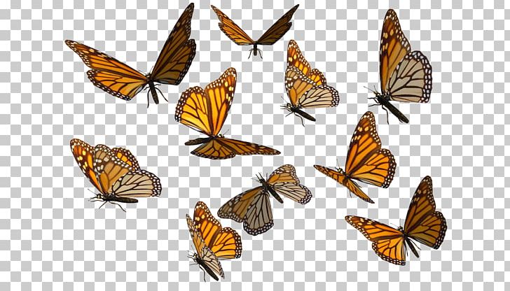 Monarch Butterfly Insect PNG, Clipart, Arthropod, Brush Footed Butterfly, Butterflies And Moths, Butterfly, Butterfly Clipart Free PNG Download