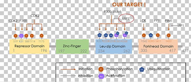 Regulatory T Cell FOXP3 Transcription Factor RAR-related Orphan Receptor Gamma PNG, Clipart, Autoimmune Disease, Autoimmunity, Brand, Cellular Differentiation, Gene Free PNG Download