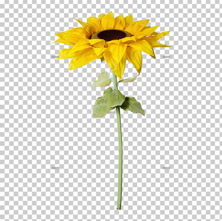 Common Sunflower Artificial Flower Plant Stem Cut Flowers PNG, Clipart, Annual Plant, Artificial Flower, Blume, Color, Common Sunflower Free PNG Download