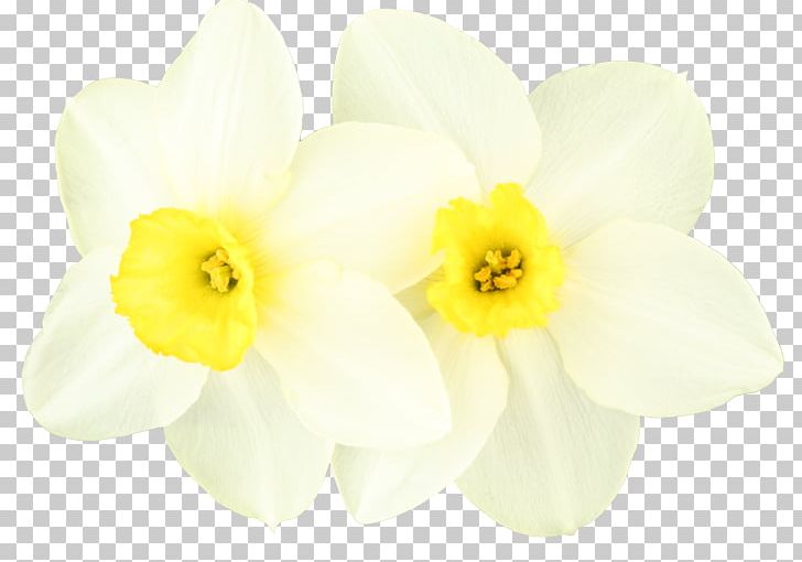 Daffodil 150s 160s Centerblog 0 PNG, Clipart, 146, 147, 149, 151, 152 Free PNG Download