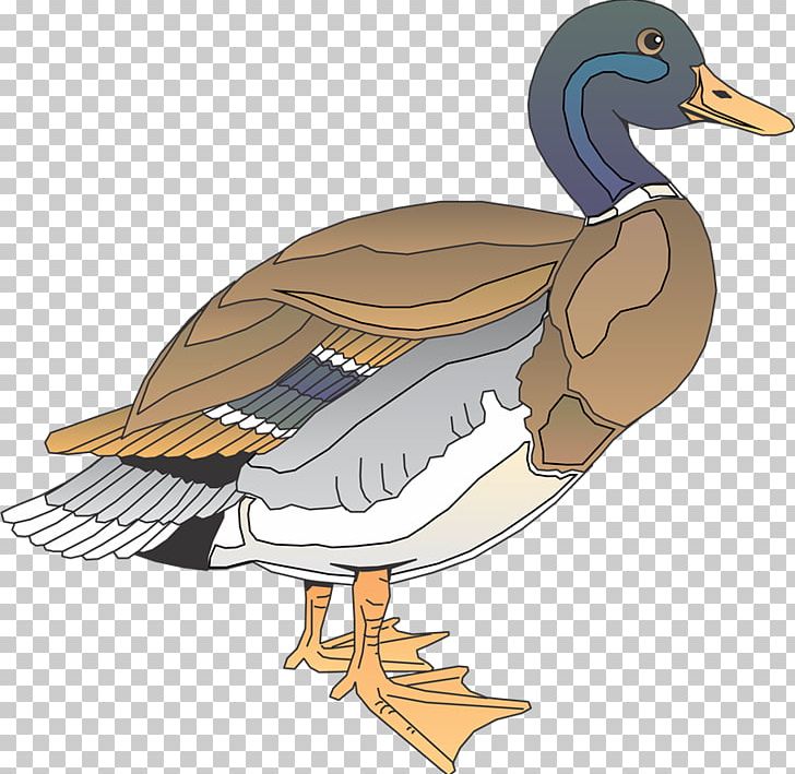 Daisy Duck Bird Wood Duck PNG, Clipart, Aix, Art, Aves, Beak, Bird Free PNG Download