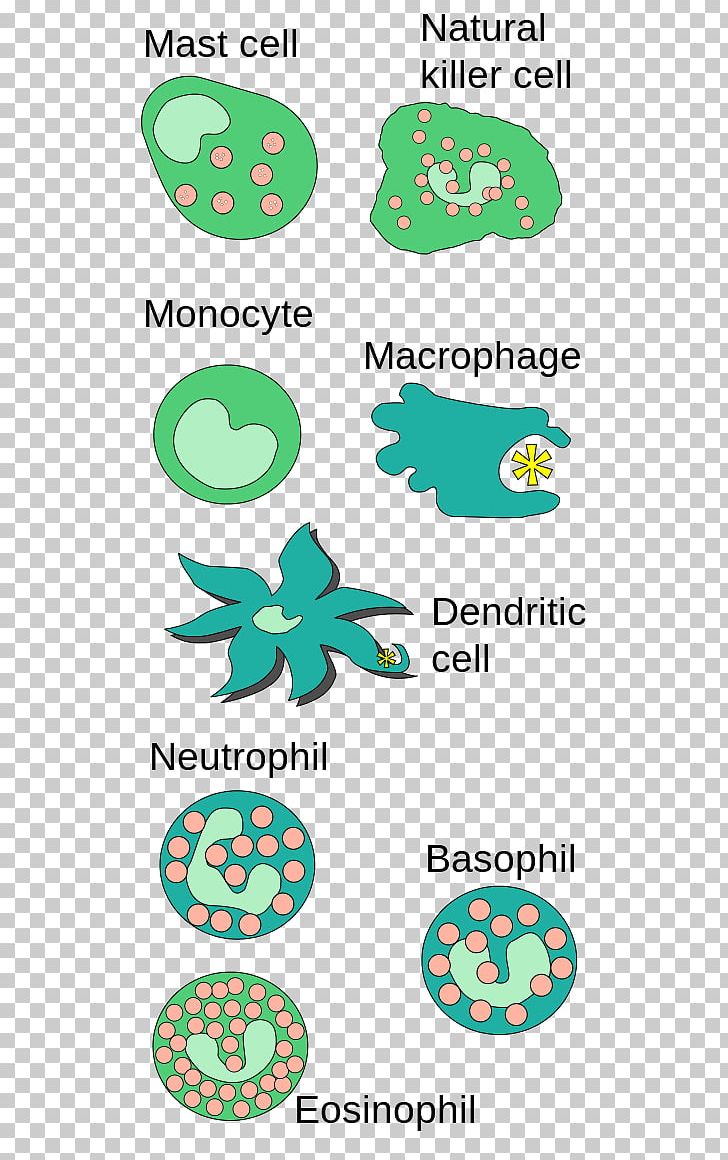 Innate Immune System Mast Cell Basophil Immunology PNG, Clipart,  Free PNG Download