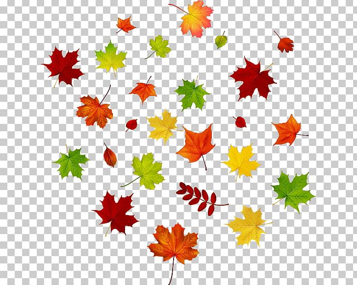 Maple Leaf Autumn Leaf Color PNG, Clipart, Autumn, Autumn Vector, Banana Leaves, Border, Drawing Free PNG Download