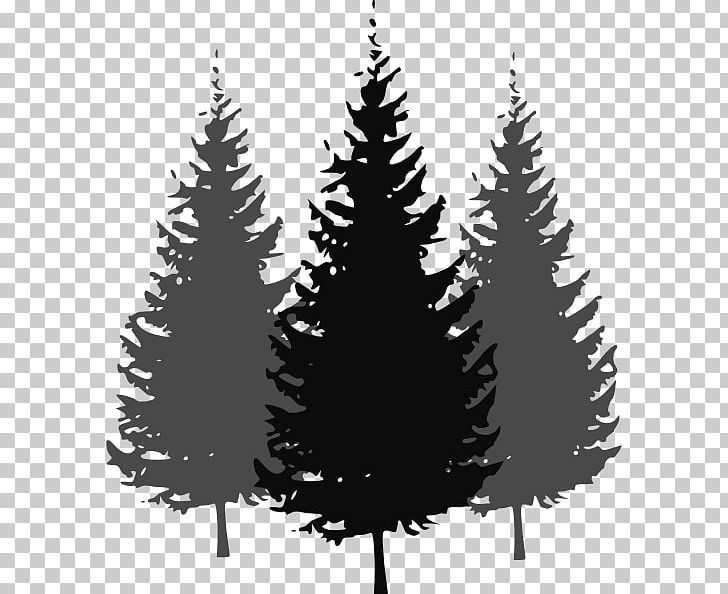 Pine Fir Tree PNG, Clipart, Black And White, Branch, California Foothill Pine, Christmas Decoration, Christmas Ornament Free PNG Download