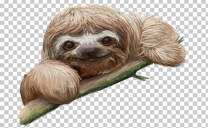 Sloth PNG, Clipart, Board, Computer, Computer Icons, Desktop Wallpaper, Download Free PNG Download