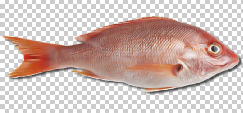 Northern Red Snapper Seafood Fish Fish Products Oily Fish PNG, Clipart, Aquaculture, Export, Fish, Fish Products, Food Freezing Free PNG Download