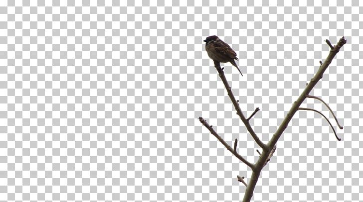 Bird Sparrow Mahjong Icon PNG, Clipart, Adobe Illustrator, Angle, Animals, Beak, Bird Free PNG Download