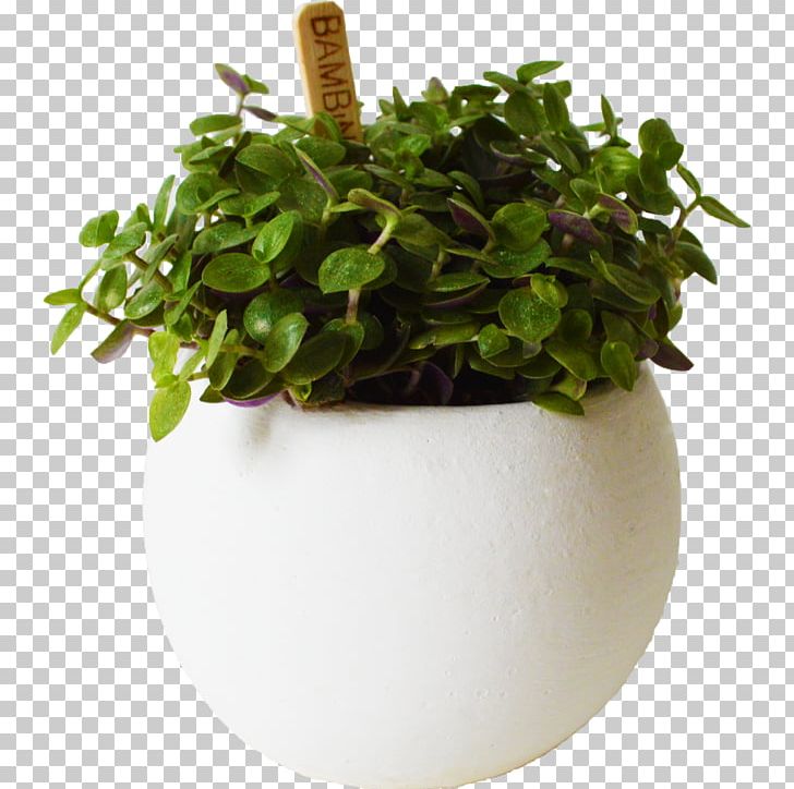 Flowerpot Flower Bouquet Orchids Bloemenatelier Verde PNG, Clipart, Atelier, Bloemenatelier Verde, Flower Bouquet, Flowerpot, Herb Free PNG Download