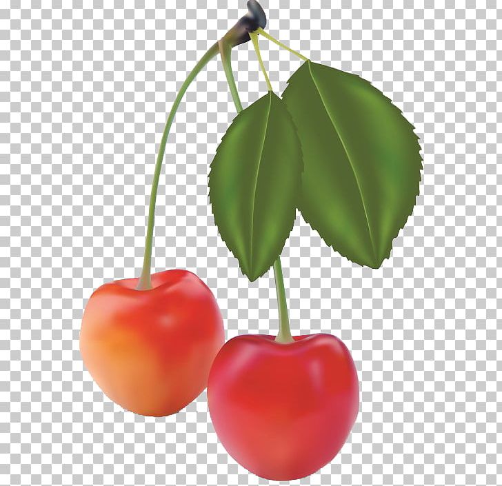 Fruit Realism PNG, Clipart, Adobe Illustrator, Bright, Cherries, Cherry, Cherry Flower Free PNG Download