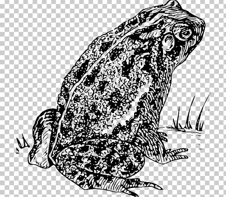 Frog And Toad Drawing PNG, Clipart, Animals, Art, Black And White, Drawing, Extinction Free PNG Download