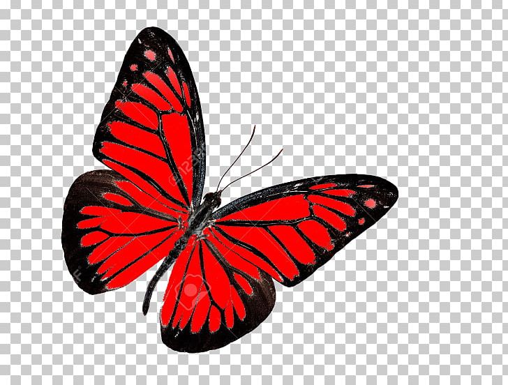 Monarch Butterfly Insect Red Nymphalidae PNG, Clipart, Anthocharis Cardamines, Arthropod, Brush Footed Butterfly, Butterflies And Moths, Butterfly Free PNG Download