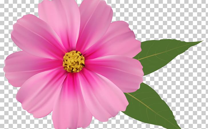 Pink Flowers Rose PNG, Clipart, Annual Plant, Bow, Clip Art, Common Daisy, Cosmos Free PNG Download