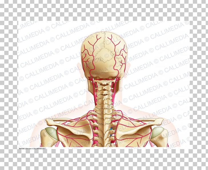 Posterior Triangle Of The Neck Artery Head And Neck Anatomy Vein PNG, Clipart, Anatomy, Arm, Artery, Bone, Cervical Vertebrae Free PNG Download