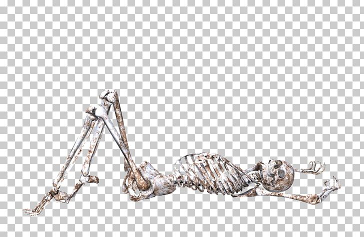 Skull Human Skeleton Bone Body PNG, Clipart, Anatomy, Arm, Body, Body Jewelry, Bone Free PNG Download