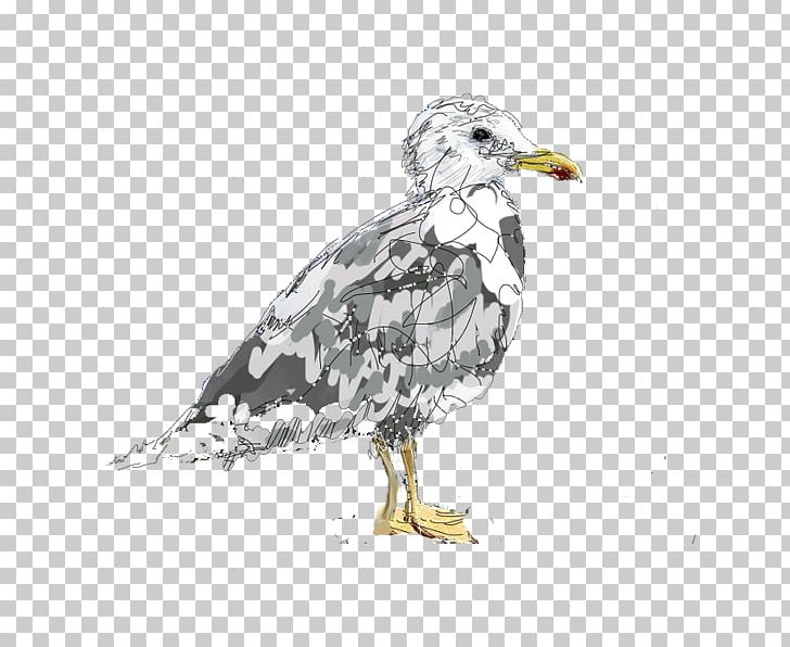 Vulture Cygnini Goose Anatidae Bird PNG, Clipart, Anatidae, Beak, Bird, Bird Of Prey, Charadriiformes Free PNG Download