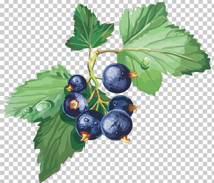 Blackcurrant Gooseberry Redcurrant Jostaberry PNG, Clipart, Berry, Bilberry, Blackcurrant, Blueberries, Blueberry Free PNG Download