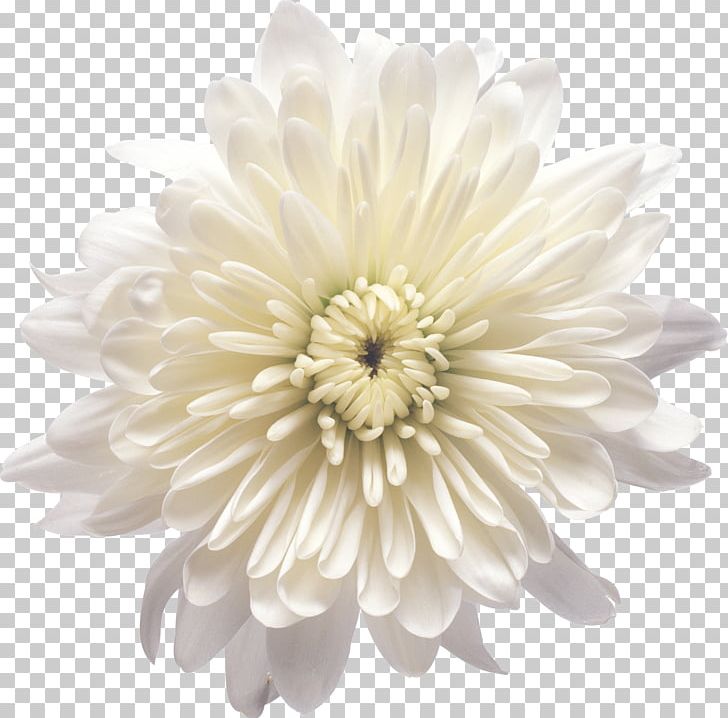 Chrysanthemum Xd7grandiflorum Flower White PNG, Clipart, Chamomile, Creative Floral Patterns, Dahlia, Daisy Family, Floral Free PNG Download