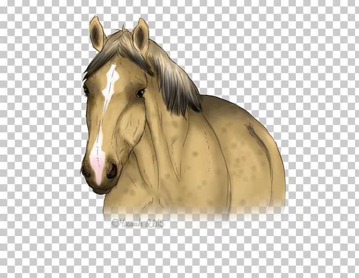Mustang Stallion Mare Halter Rein PNG, Clipart, Bridle, Figurine, Halter, Head, Horatio Free PNG Download