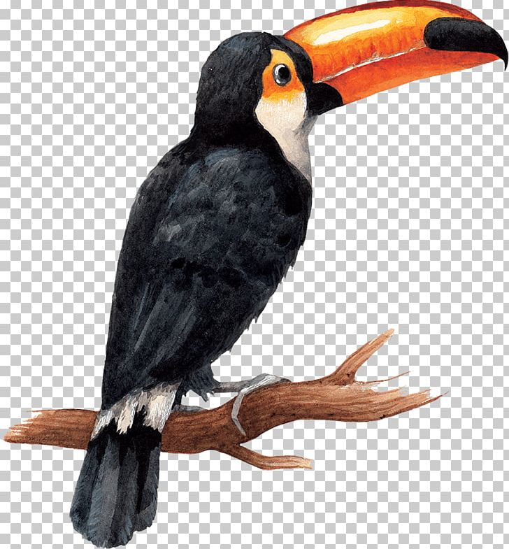 Toucan Watercolor Painting Drawing Stock Photography PNG, Clipart, Art, Art Museum, Beak, Bird, Coraciiformes Free PNG Download