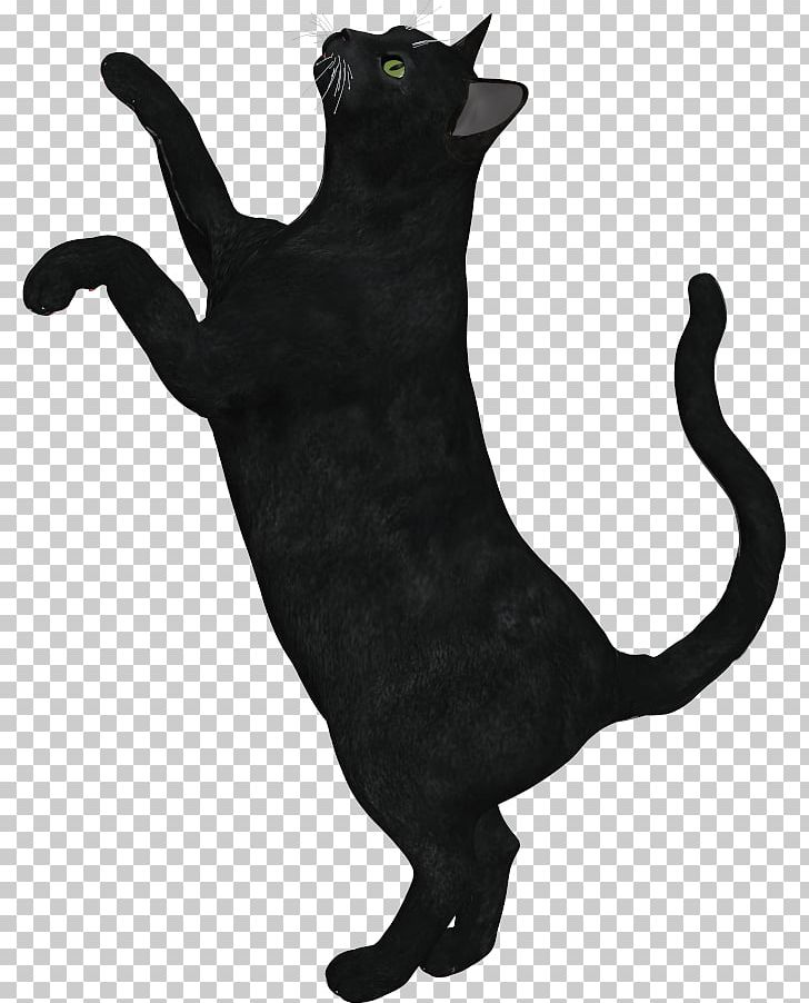 Black Cat Domestic Short-haired Cat Whiskers Panther PNG, Clipart, Animal, Animals, Black, Blackcat, Black Cat Free PNG Download