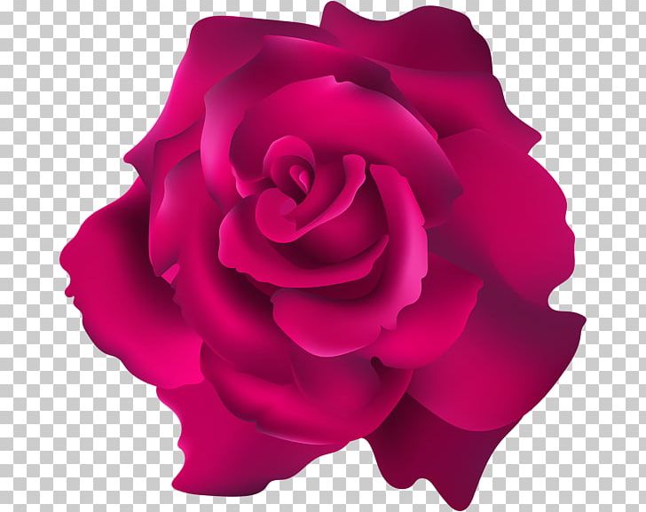 Garden Roses Floribunda Cabbage Rose PNG, Clipart, Blue Rose, Chamomile, China Rose, Clip, Cuir Pleine Fleur Free PNG Download
