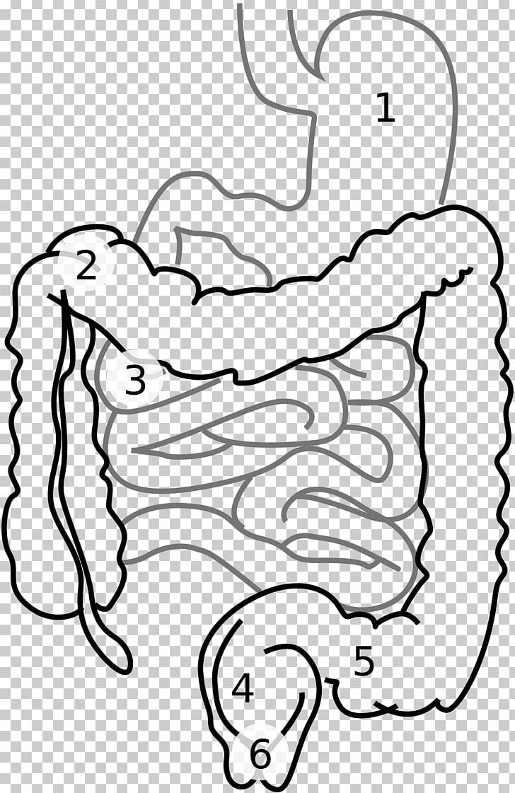 Large Intestine Small Intestine Gastrointestinal Tract Digestion PNG, Clipart, Anatomy, Arm, Black, Black , Face Free PNG Download