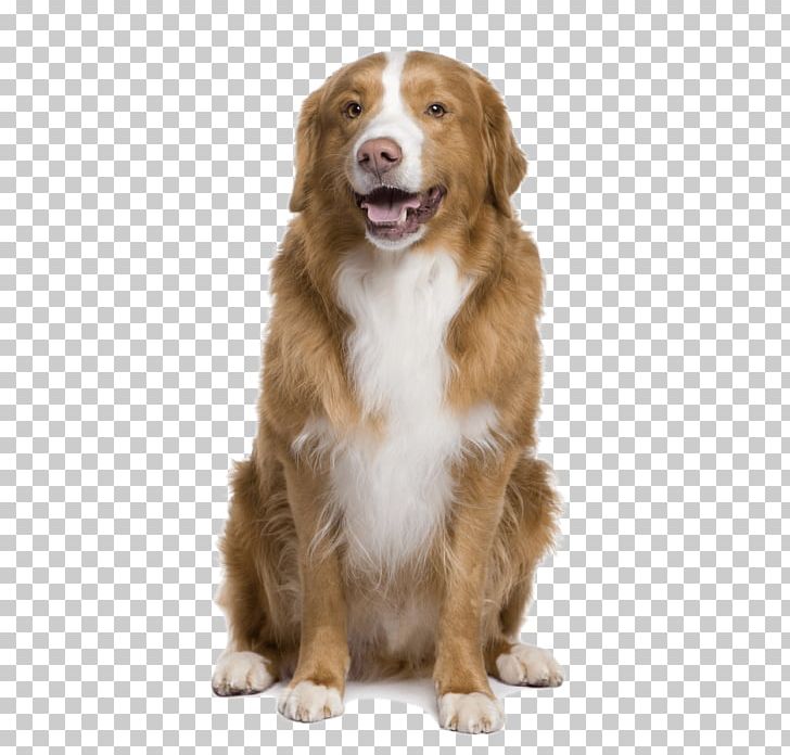 Nova Scotia Duck Tolling Retriever German Shepherd Dog Breed Pet Sitting Rough Collie PNG, Clipart, 6 Years, Carnivoran, Companion Dog, Dog, Dog Breed Free PNG Download