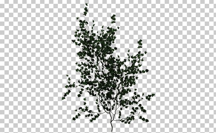 Plant Vine Climbing Ivy PNG, Clipart, Black And White, Branch, Climbing, Climbing Wall, Desktop Wallpaper Free PNG Download