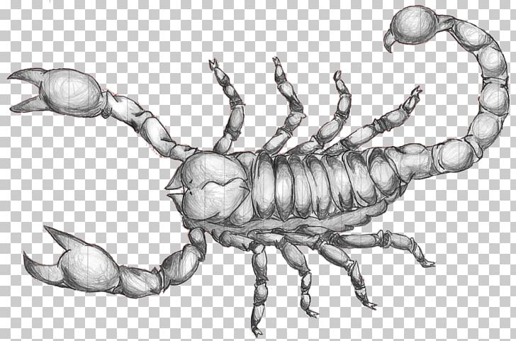 Scorpion Drawing Art Sketch PNG, Clipart, Art, Arthropod, Art Museum, Artwork, Black And White Free PNG Download