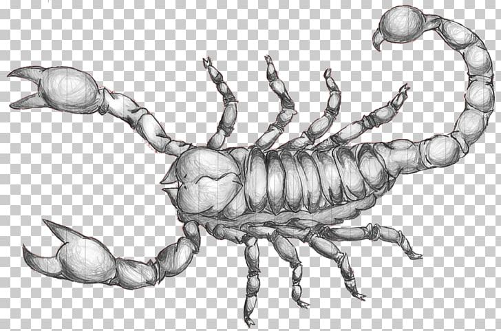 Scorpion Drawing Art Sketch PNG, Clipart, Art, Arthropod, Art Museum ...