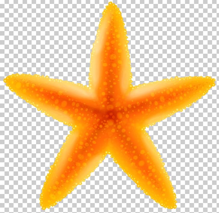 Beach Photography Clipart PNG, Clipart, Beach, Clipart, Clip Art, Computer Icons, Echinoderm Free PNG Download