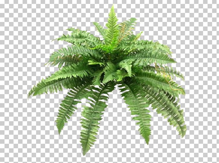 Sword Fern Cycad Plant Shrub PNG, Clipart, Cycad, Cycas, Fern, Ferns And Horsetails, Flower Bouquet Free PNG Download