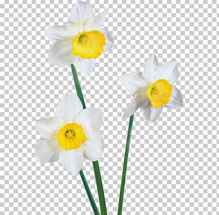 Daffodil PNG, Clipart, Amaryllis Family, Animaatio, Blog, Cut Flowers, Daffodil Free PNG Download