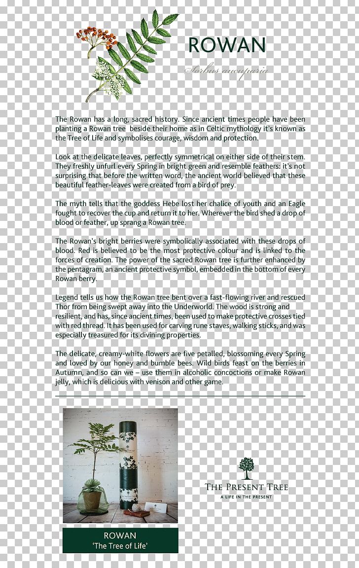 Tree Brochure PNG, Clipart, Brochure, Collins British Tree Guide, Grass, Nature, Plant Free PNG Download