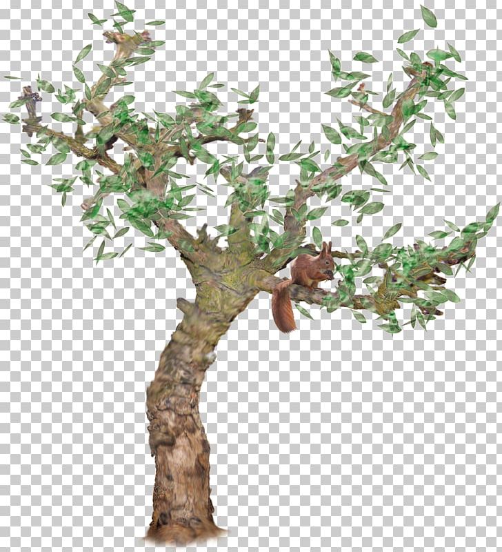 Tree Squirrel Sciurini PNG, Clipart, Animals, Bonsai, Branch, Computer Icons, Download Free PNG Download