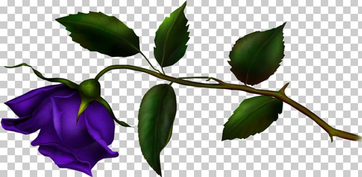 Flower Blue Rose Garden Roses RGB Color Model PNG, Clipart, Blue, Blue Rose, Branch, Bud, Cmyk Color Model Free PNG Download